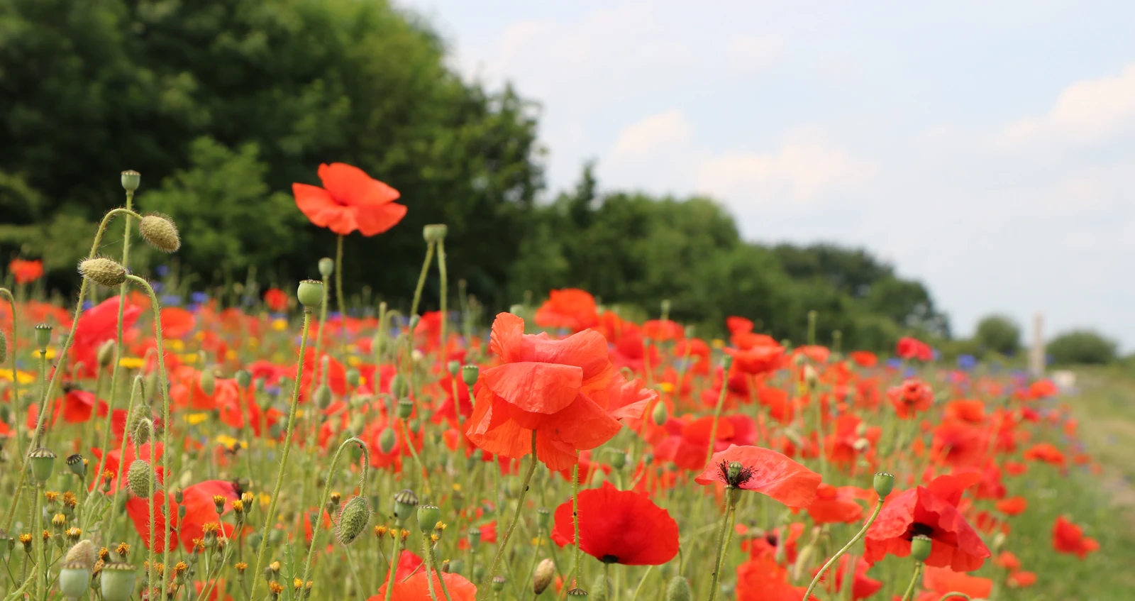 Poppies in a Flanders field